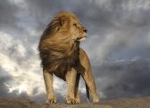 A lion standing on a rock Description automatically generated with medium confidence